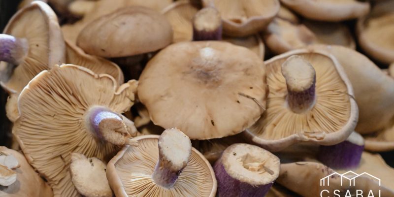 606434512_122238130940115436_4532888255258762693_n